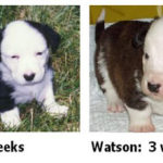 Watson
