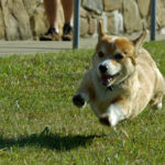 Who says Corgis can’t fly?