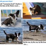 Puppy Postcard!