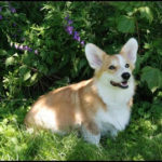 Katie Bear:  A day in the life of a therapy dog!