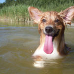 Everybody in the water!