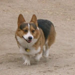 Missing dog:  Bear of California.