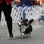 Dottie