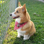 Finley:  Looking for a forever home in the St. Louis, MO area!