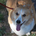 Lyme Disease:  Furio’s Cautionary Tale