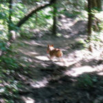 Bodi the Geocaching Pembroke!