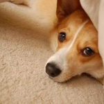The Daily Corgi is One Year Old!!
