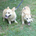 Three year-old Pem sisters in Georgia, adoptable!