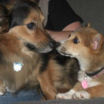 Indy Meets Peach