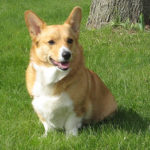 Jenny