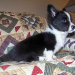 Pupper Upper:  Lola at eight weeks!