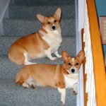 Luna and Bella