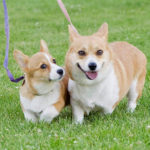 Molly and Luna …