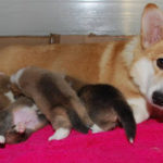 Birth Announcement:  Italian Corgipants!