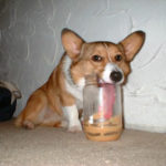 Peanut Butter Cam!