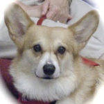 Riley, a R.E.A.D. Dog!