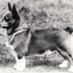 Pembrokes Through the Years:  ENG CH Red Rozavel 1932