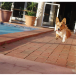 International Corgipants:  Stiggy