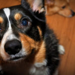 Tad and his soulful eyes.