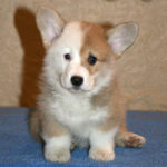 PUPPY CAM!