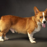 Pet Finder listing:  Banjo, R/W Pem in Clearwater, Florida.