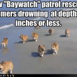 Corgyn Beach Patrol