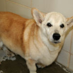 Benji’s waiting for you in Kallispell, Montana!