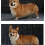 Corgi Couple Bindi & Capone:  looking for some Philly-area digs!