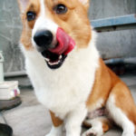 International Corgipants:  Bokey of Taiwan!