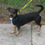 Adoptable Bud, 2 year-old Corgi/Basset mix in Marietta, GA!