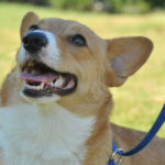 Caitlin and Carissa in Claremore, Oklahoma need adopting!