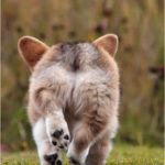 facebook’s Corgi Butts Appreciation Society page!
