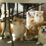 Pics — The 2010 Pacific NW Corgi Picnic!