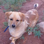 Corgi Mix Corkie’s an adoptable Salt Lake City sweetie!