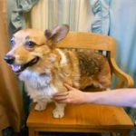 Adoptable Corgi in Oregon:  Miss Courtney