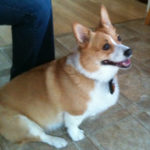 Bumper crop of adoptable Pemmies in MA, MD, MI and PA!