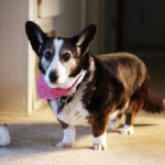Dottie:  A Good Life Remembered