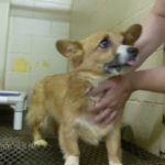 Georgia Corgi Girl in need of adoption ASAP!