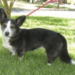 Cardi girl Hannah in TX on Pet Finder!