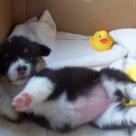 Puppy Cam:  Kirra!
