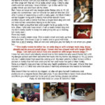 Six year old Colorado Cardi Kona seeks foster digs.