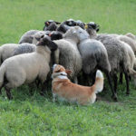 Corgis at Work!