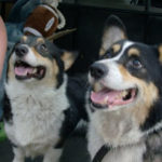 Max and Cindi:  Kentucky Tri’s looking for a new home!
