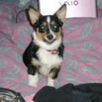Every time a Corgi smiles …