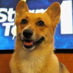 Millie the Weather Dog!