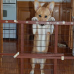 Newton and the baby gate.