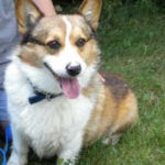 Adoptable Pembroke at a FULL shelter in Michigan.