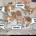 Pupper Upper:  pick me!