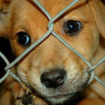 Get behind the PUPS Act — sign the petition now.