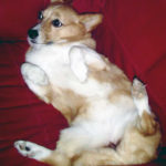 Belly Cam:  Ripley!